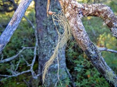 Usnea cavernosa