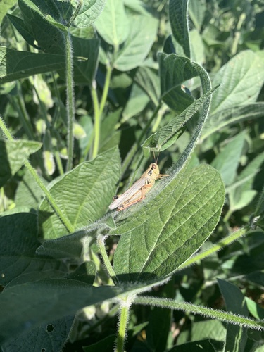Red-legged Grasshopper