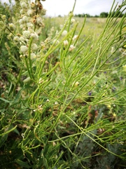 Sisymbrium volgense