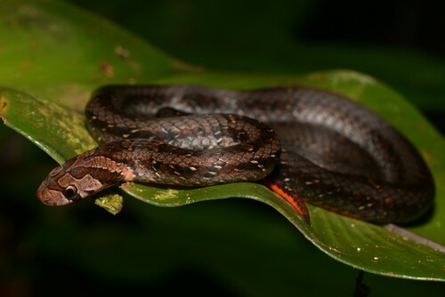 Everett's Kukri Snake