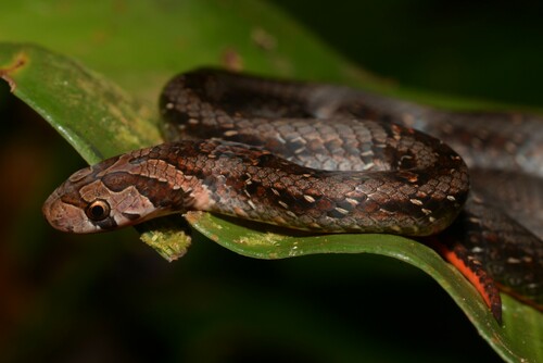 Everett's Kukri Snake