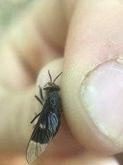 Chrysops carbonarius