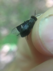 Chrysops carbonarius