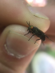 Chrysops carbonarius