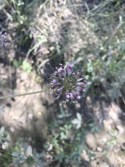 Trifolium obtusiflorum