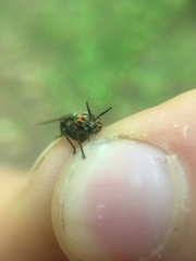 Chrysops carbonarius