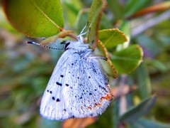 Tharsalea epixanthe