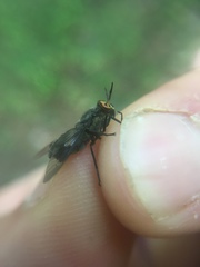 Chrysops carbonarius