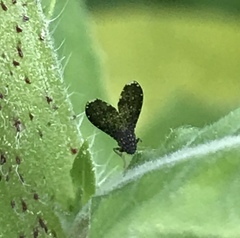 Trypetisoma sticticum