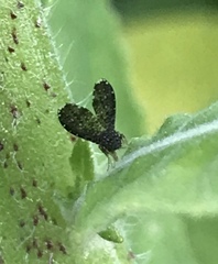 Trypetisoma sticticum