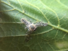 Furia ithacensis