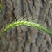 Silky Wild Rye - Photo (c) Erin Faulkner, some rights reserved (CC BY-NC), uploaded by Erin Faulkner
