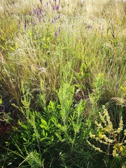 Cephalaria uralensis