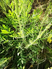 Cephalaria uralensis