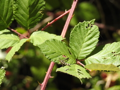 Synanthedon bibionipennis