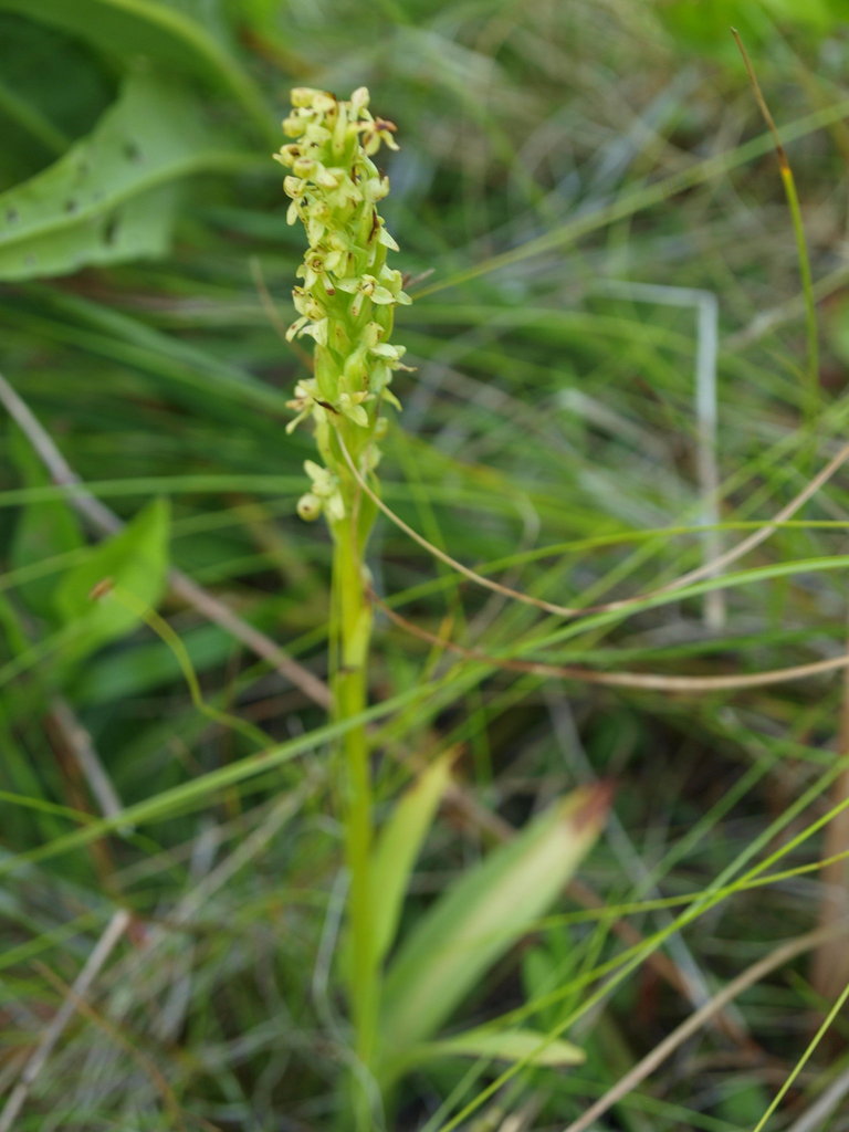 north wind bog orchid