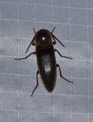 Diplostethus