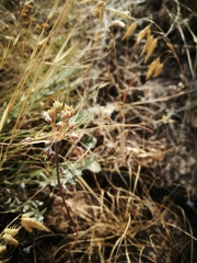 Allium flavum tauricum