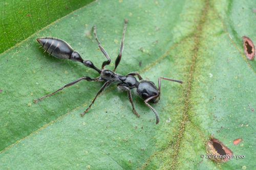 狭唇细长蚁Tetraponera attenuata