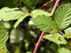 Synanthedon bibionipennis