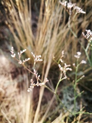 Limonium gmelinii