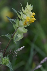 Rhinanthus serotinus