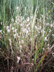 Klasea erucifolia