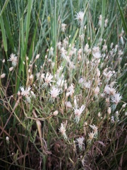 Klasea erucifolia