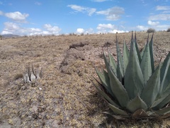 Agave applanata
