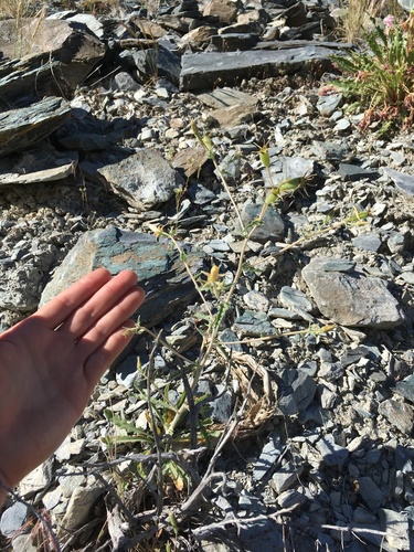 Image of Mentzelia inyoensis by (c) Martin Purdy, some rights reserved (CC BY)