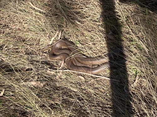 Eastern Brown Snake sighting