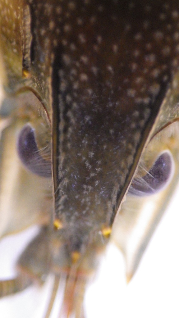 Allegheny crayfish
