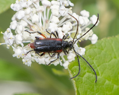 Pseudostrangalia cruentata