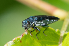 Agrilus acutipennis