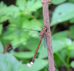 Haploglenius flavicornis
