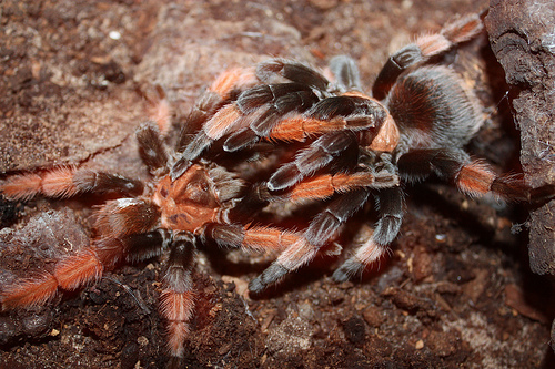 Mexican Redleg Tarantula