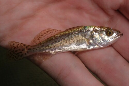 Spotted Seatrout