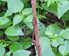 Haploglenius flavicornis