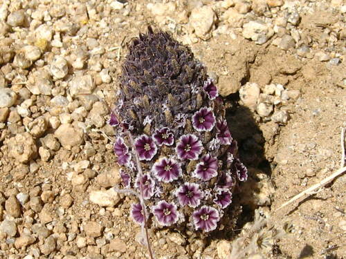 Image of Pholisma arenarium by no rights reserved