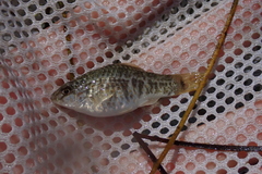 Goldspotted Killifish photo 2