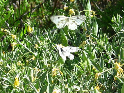 Becker's White photo 5