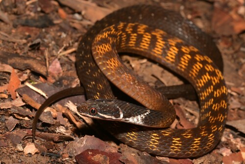 Red-bellied Keelback