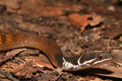 Red-bellied Keelback