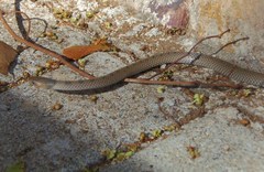 Aparallactus lunulatus