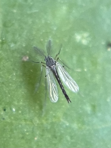 Labrundinia becki