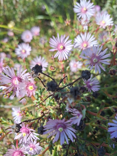 Image of Lampranthus leptaleon by (c) Adele SL, some rights reserved (CC BY)