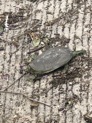 Apalone spinifera guadalupensis