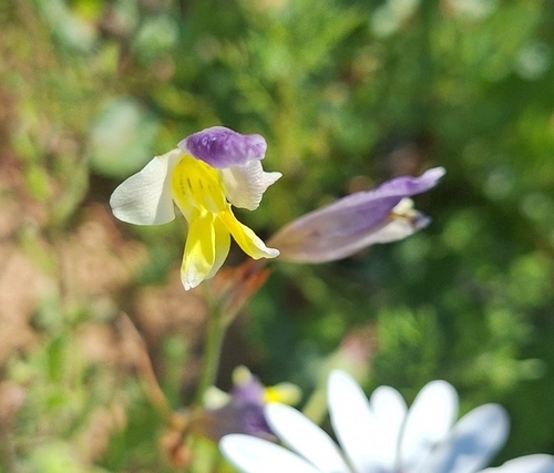 Sparaxis villosa