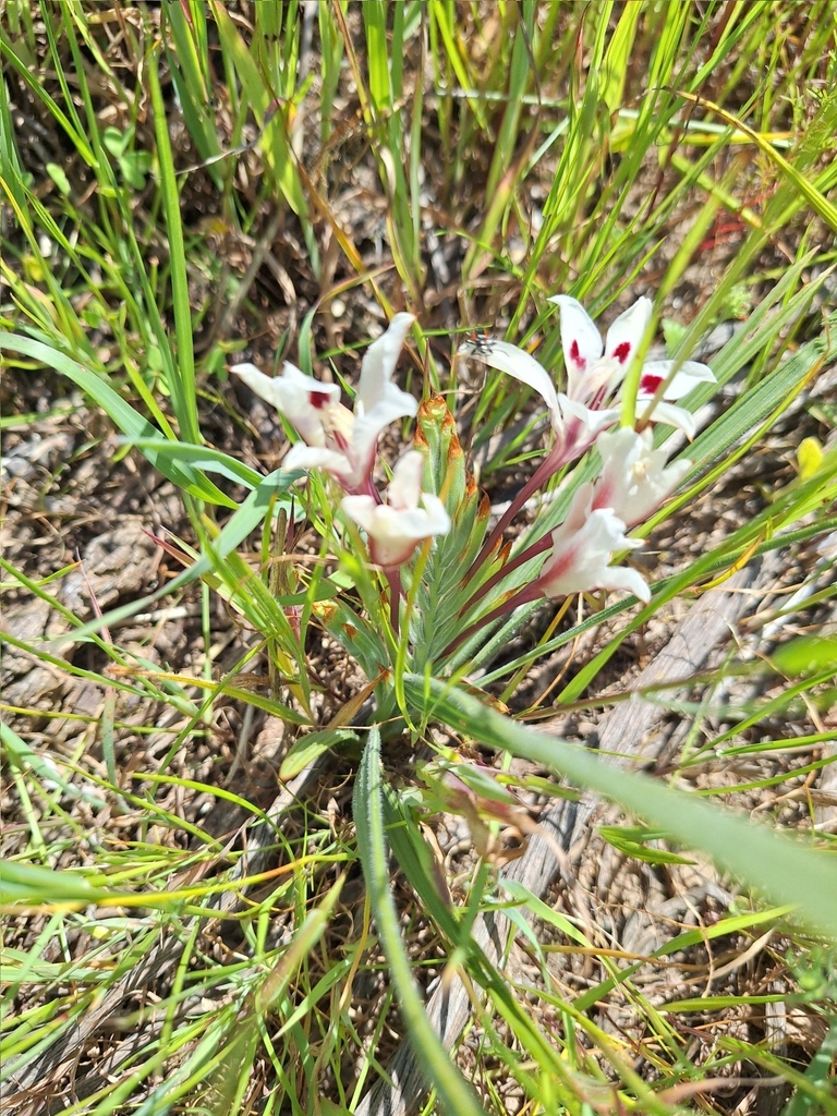 Babiana tubulosa, West Coast, ZA-WC, ZA