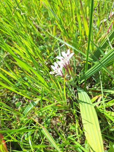 Babiana tubulosa